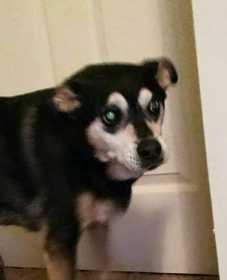 Lost Dog