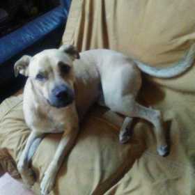 Lost Dog