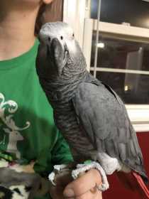 Lost African Grey
