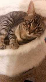 Lost Cat