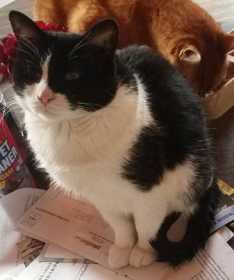 Lost Cat