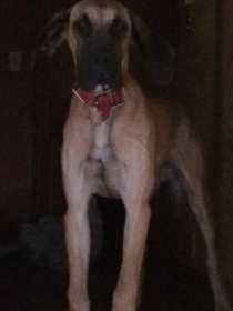 Lost Dog