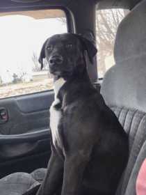 Lost Dog