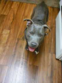 Lost Dog