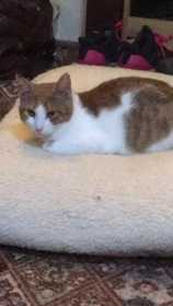Lost Cat