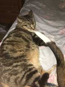 Lost Cat