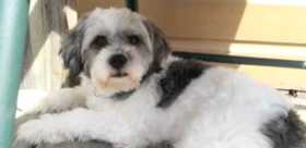 Lost Dog