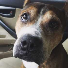 Lost Dog