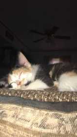 Lost Cat