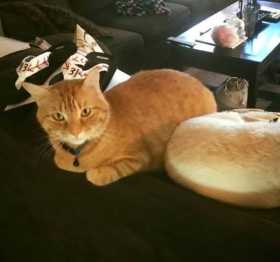 Lost Cat