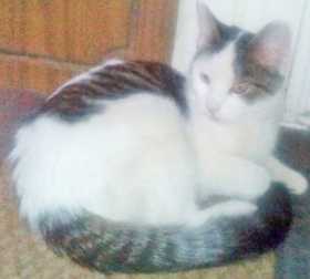 Lost Cat