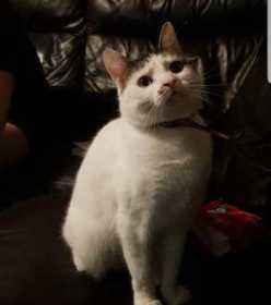 Lost Cat
