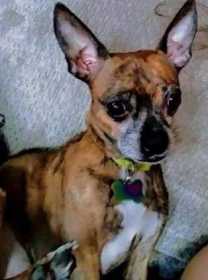 Lost Dog