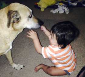 Lost Dog