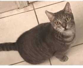 Lost Cat