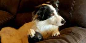 Lost Dog