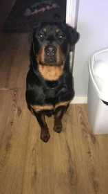 Lost Dog