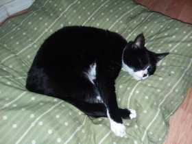 Lost Cat