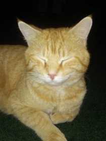 Lost Cat