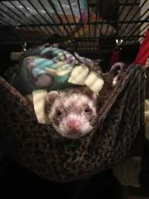 Lost Ferret