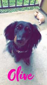 Lost Dog