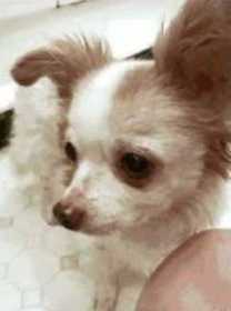 Lost Dog