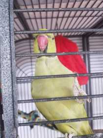 Lost Indian Ringneck Parakeet