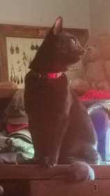 Lost Cat