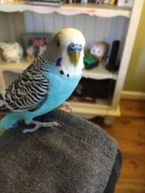 Lost Parakeet