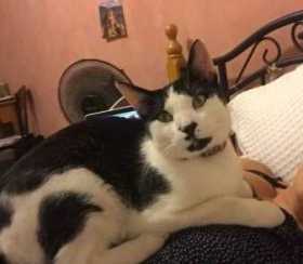 Lost Cat