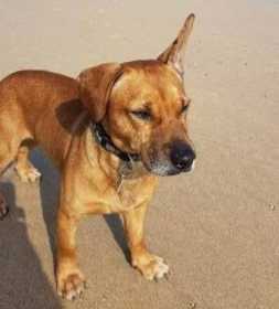 Lost Dog