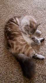 Lost Cat