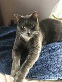 Lost Cat
