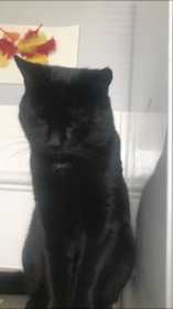 Lost Cat