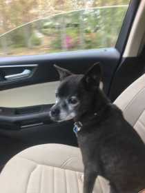 Lost Dog