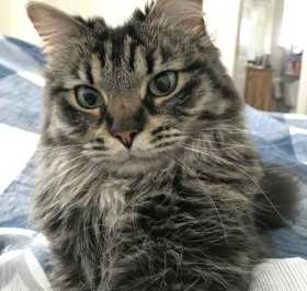 Lost Cat