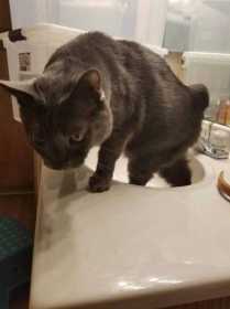 Lost Cat