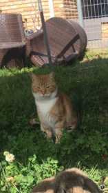 Lost Cat