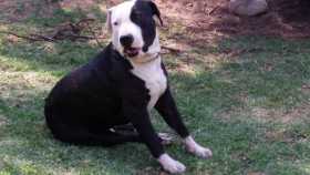 Lost Dog