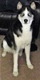 Lost Dog