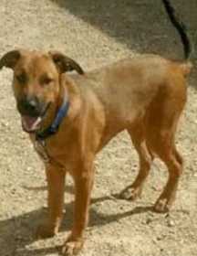 Lost Dog