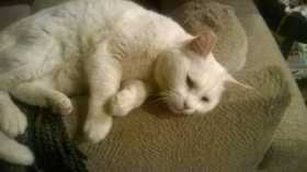 Lost Cat