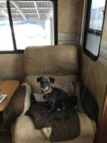 Lost Dog