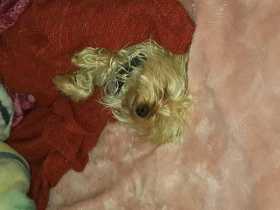 Lost Dog