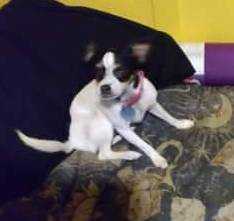 Lost Dog