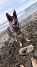 Lost Dog