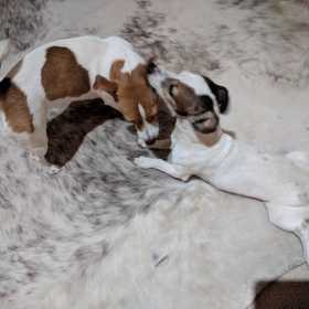 Lost Dog