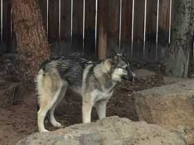 Lost Dog