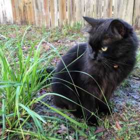 Lost Cat