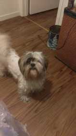 Lost Dog